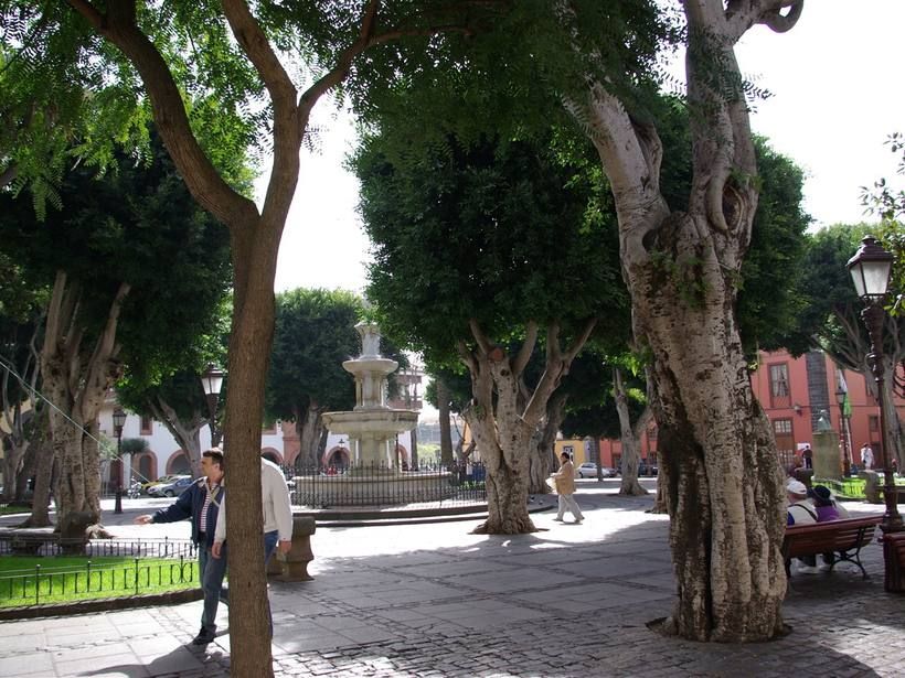 The tree-lined colonial plaza of a historic Tenerife old town